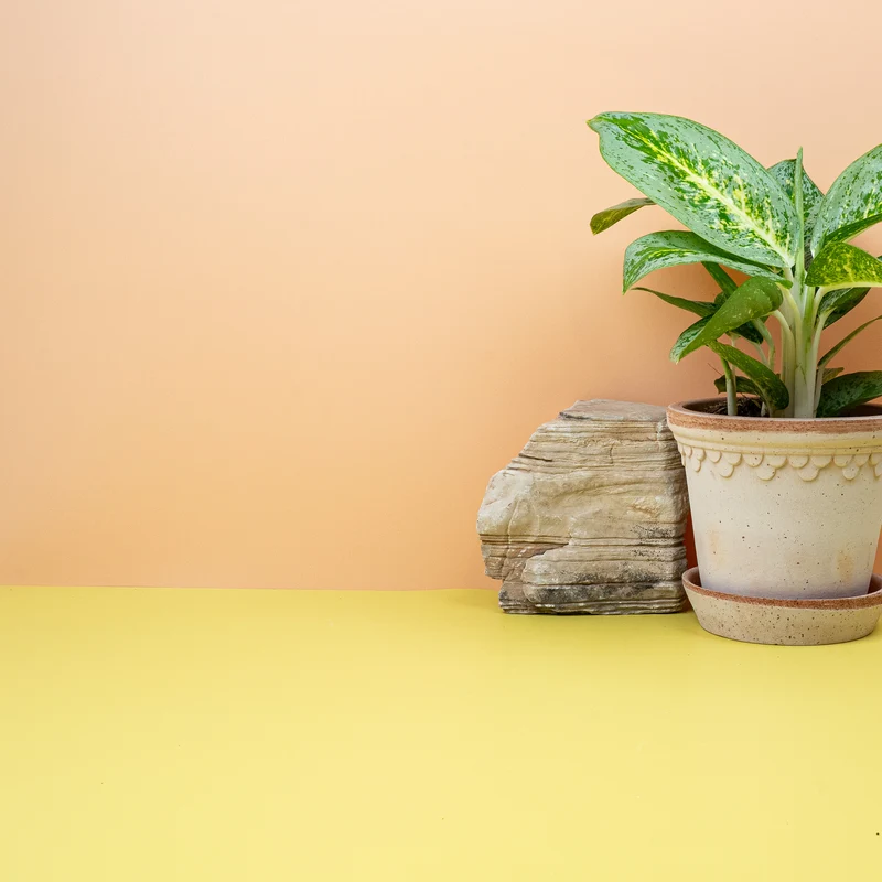 AGLAONEMA LEMON MINT