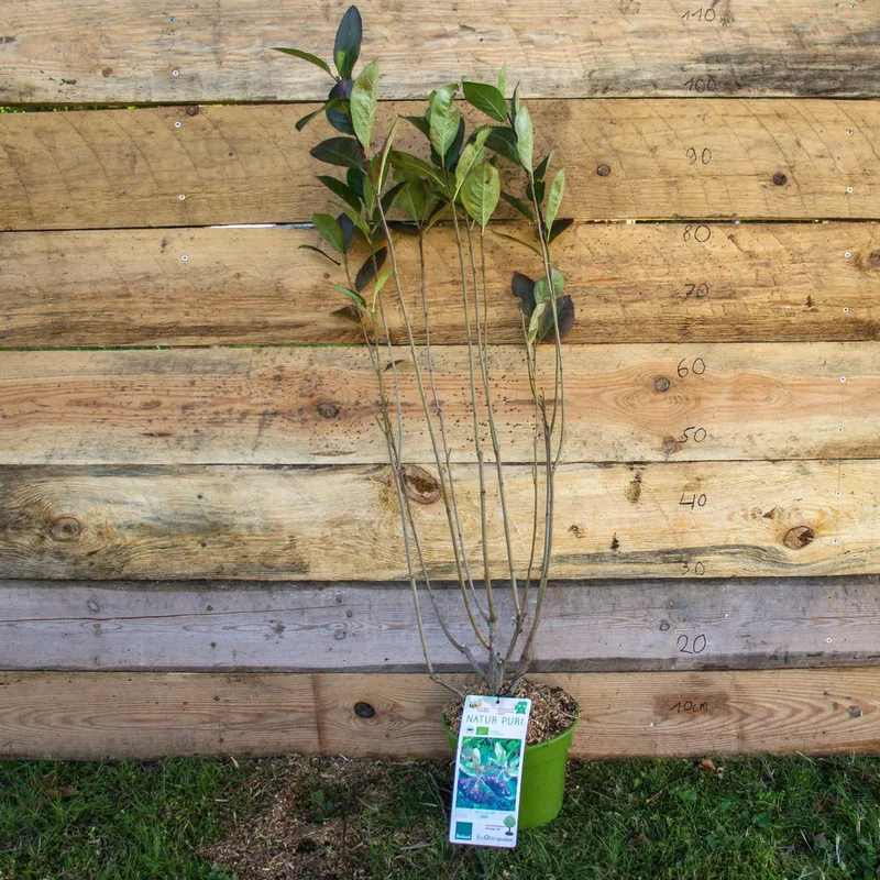 Bio Aronia Busch `Nero`