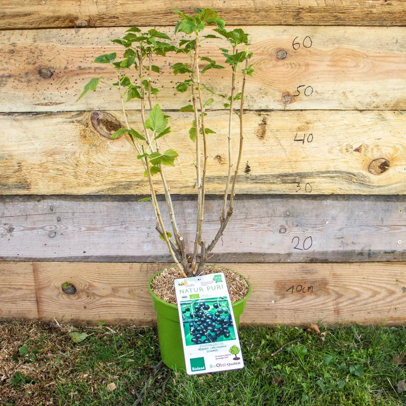 Bio Johannisbeere ´Rosenthals Langtraubige Schwarze´