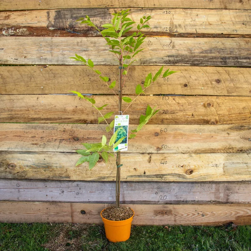 Bio Chinesischer Gemüsebaum