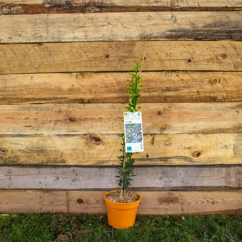 Bio Dreiblättrige Bitterorange