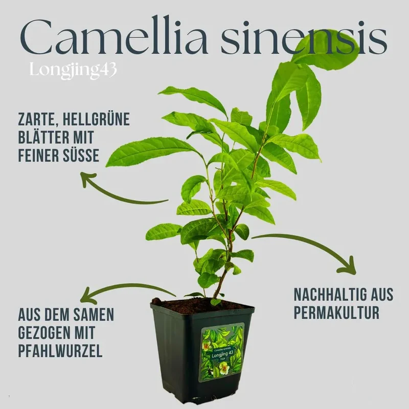Tee-Komplettset 'Longjing 43' — Pflanze, Dünger & Stofftopf