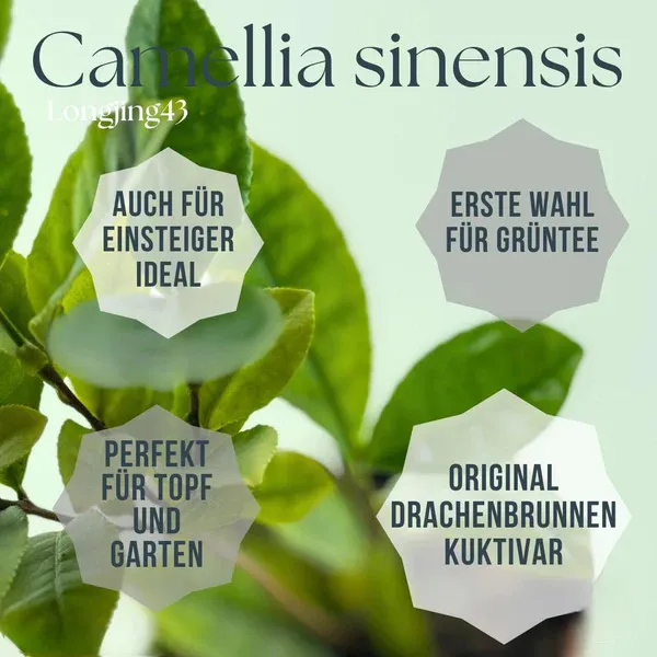 Teepflanze 'Longjing 43' (Camellia sinensis) – für Grüntee & Matcha + 10 Samen gratis
