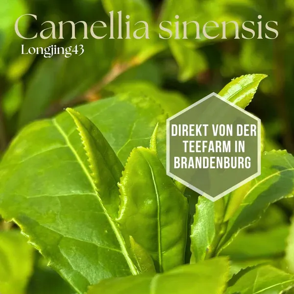 Teepflanze 'Longjing 43' (Camellia sinensis) – für Grüntee & Matcha + 10 Samen gratis