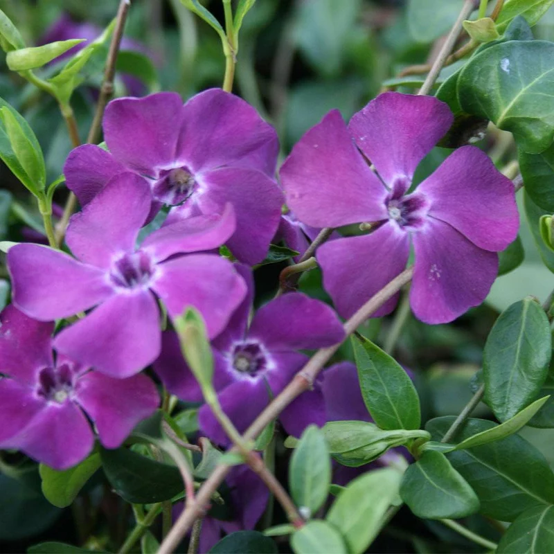 Immergrün 'Atropurpurea'