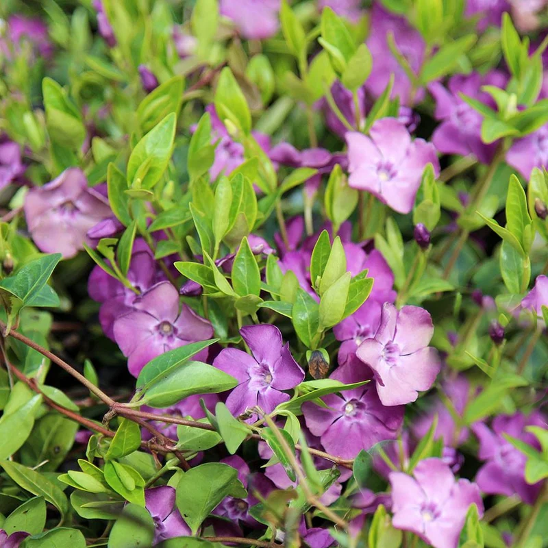 Immergrün 'Atropurpurea'