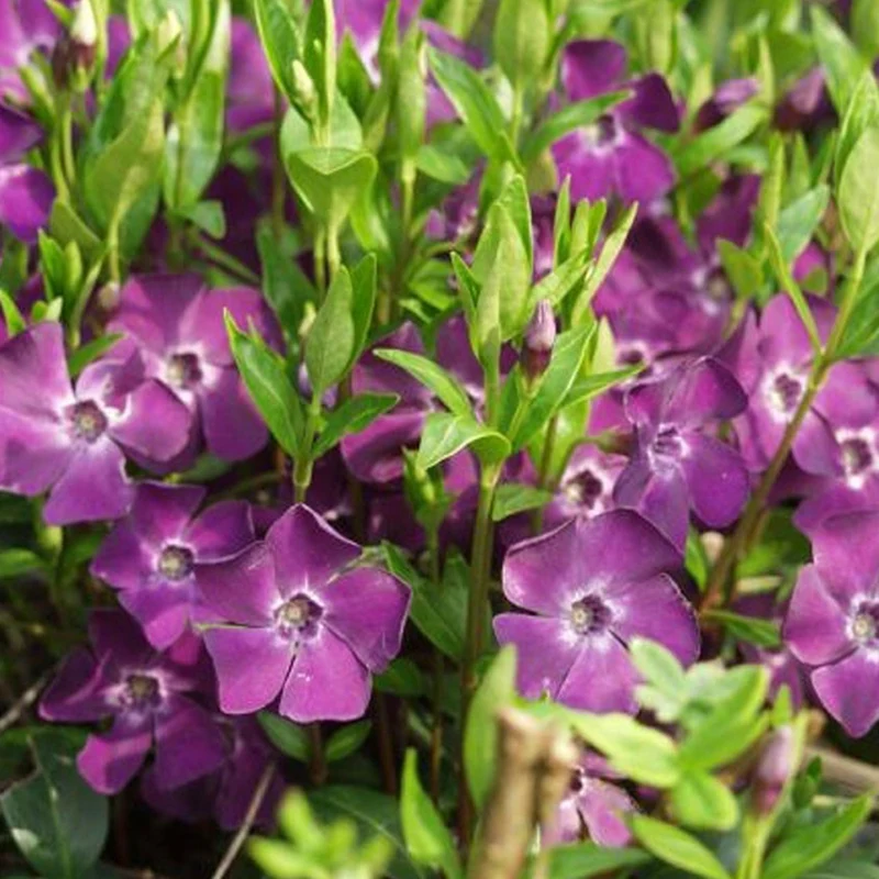 Immergrün 'Atropurpurea'