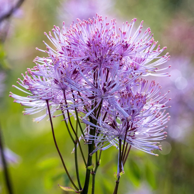 Wiesenraute 'Nimbus Pink'
