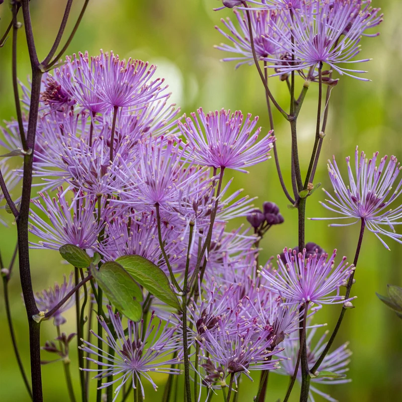 Wiesenraute 'Nimbus Pink'