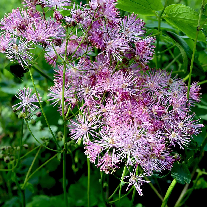 Wiesenraute 'Nimbus Pink'