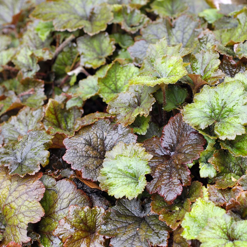 Falsche Alraunwurzel 'Rubra'
