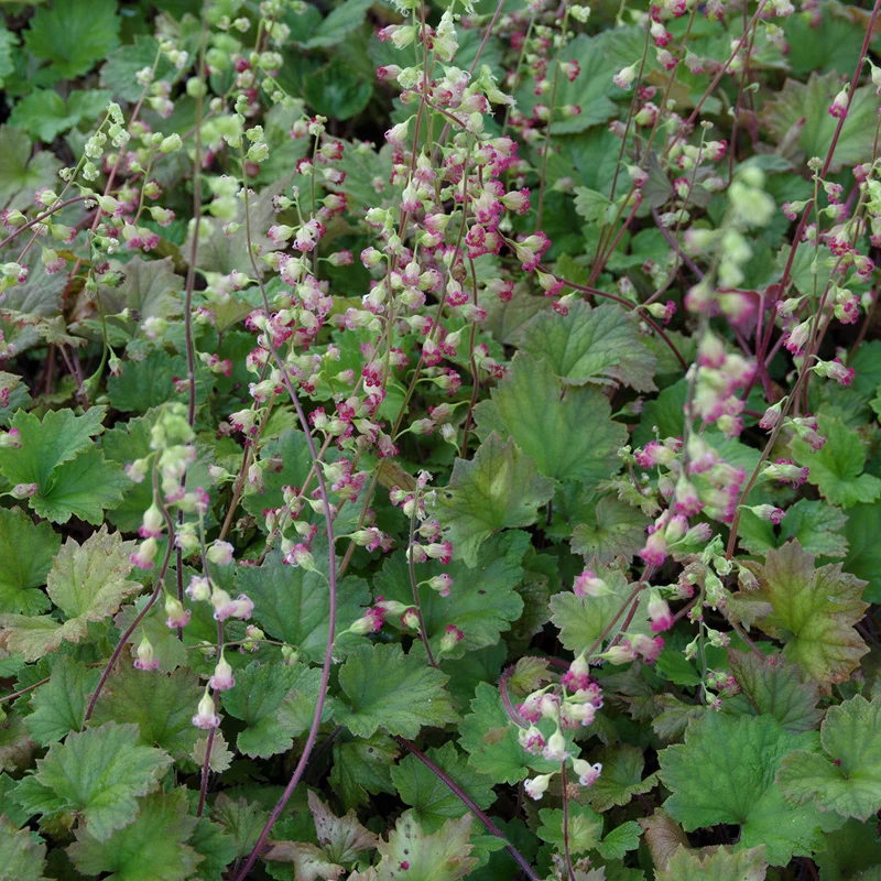 Falsche Alraunwurzel 'Rubra'