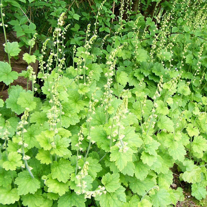 Falsche Alraunwurzel 'Rubra'