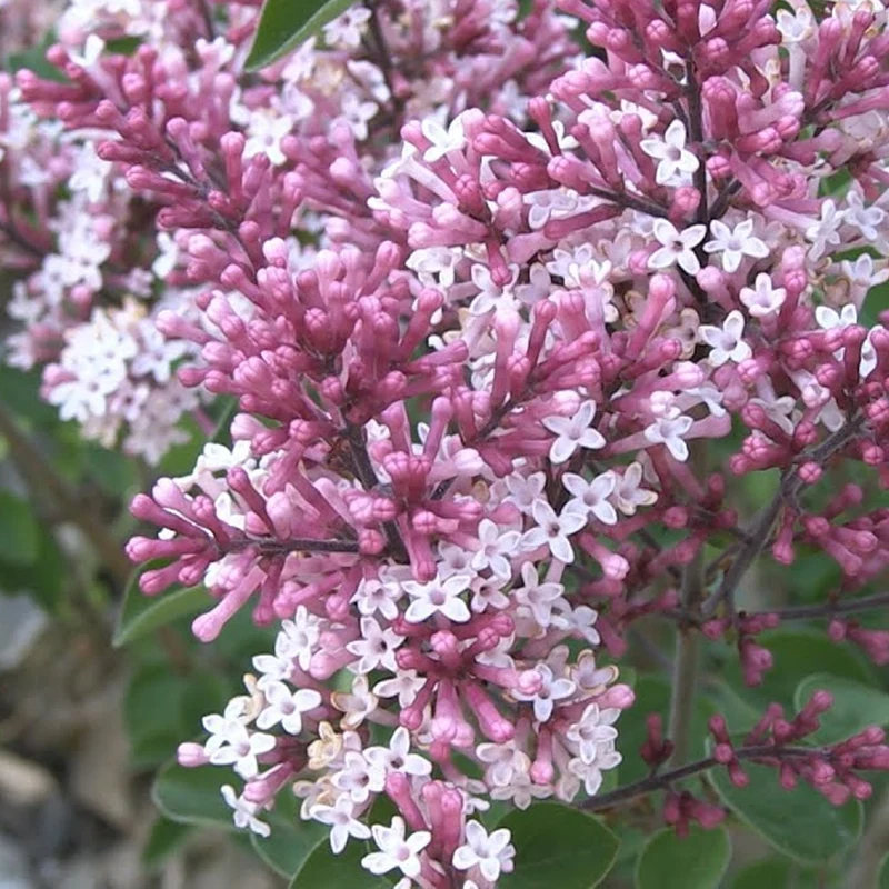 Flieder 'Red Pixie'