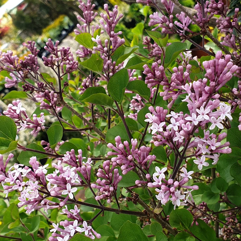 Flieder 'Palibin'