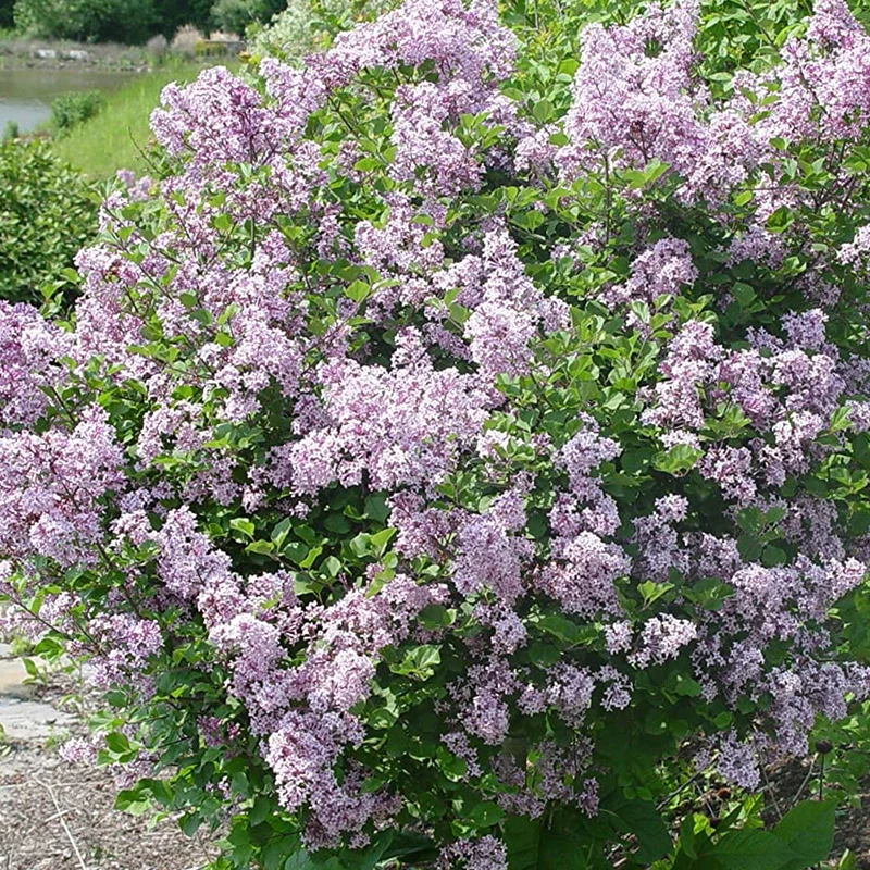 Flieder 'Palibin'