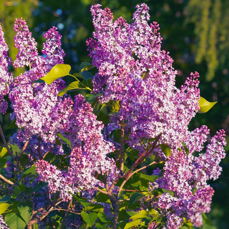 Flieder 'Bloomerang Pink Perfume'
