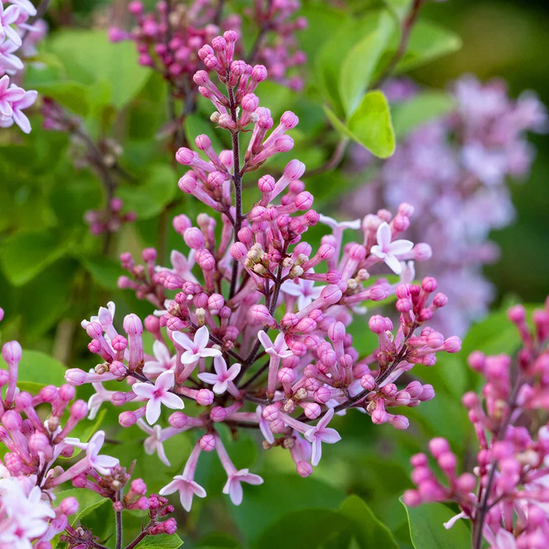 Flieder 'Bloomerang Pink Perfume'