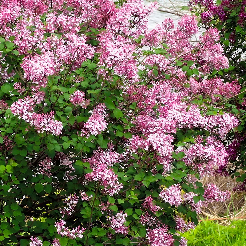 Flieder 'Bloomerang Pink Perfume'