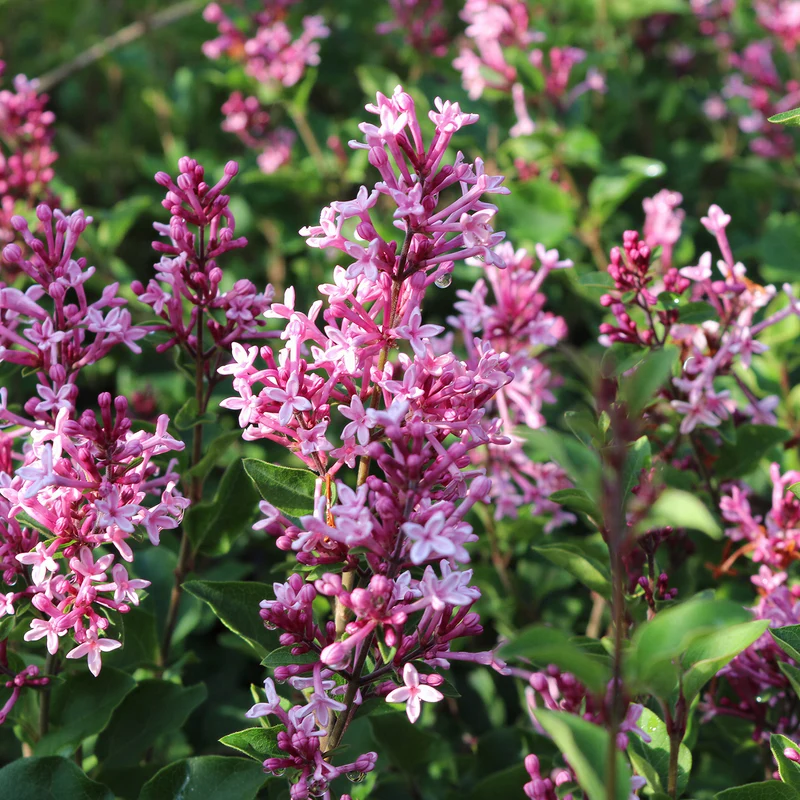 Flieder 'Bloomerang Pink Perfume'