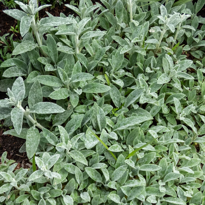 Wollziest 'Silver Carpet'