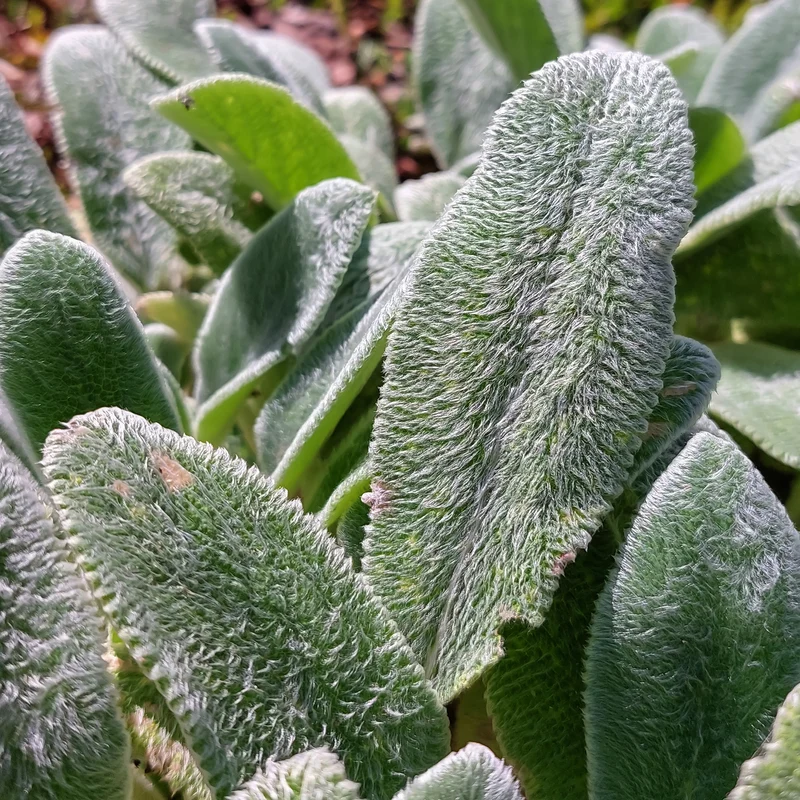 Wollziest 'Silver Carpet'