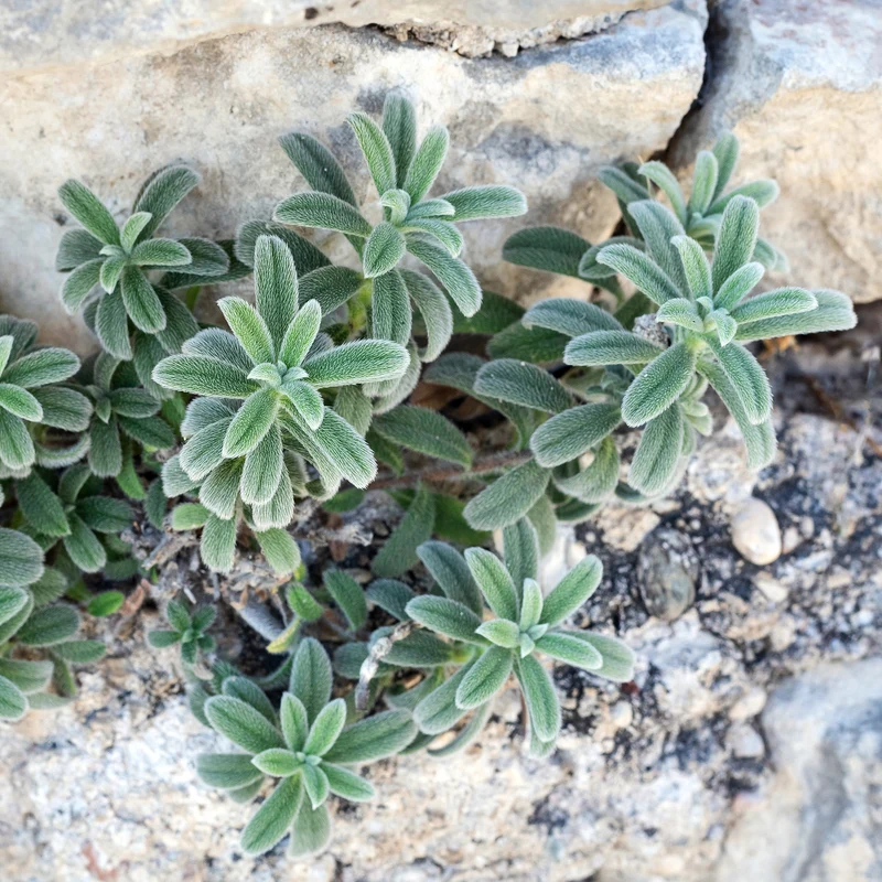 Wollziest 'Silver Carpet'