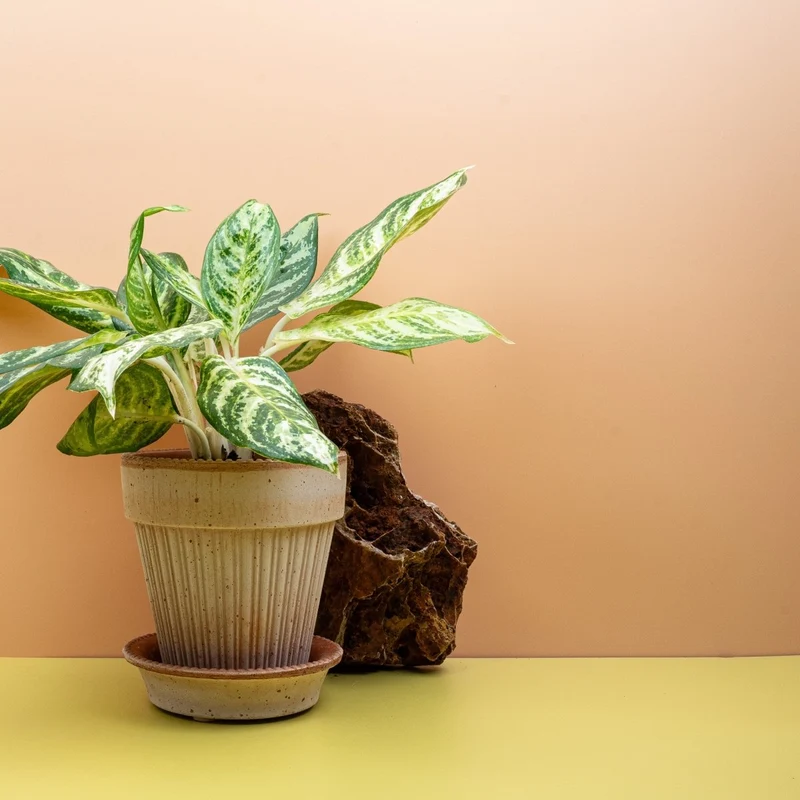 AGLAONEMA ZEBRA