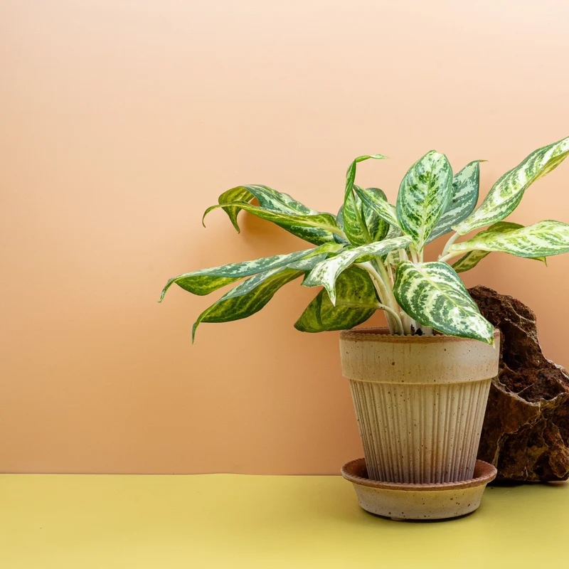 AGLAONEMA ZEBRA