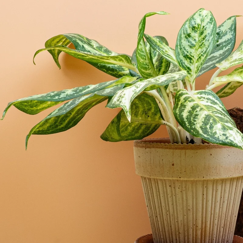 AGLAONEMA ZEBRA