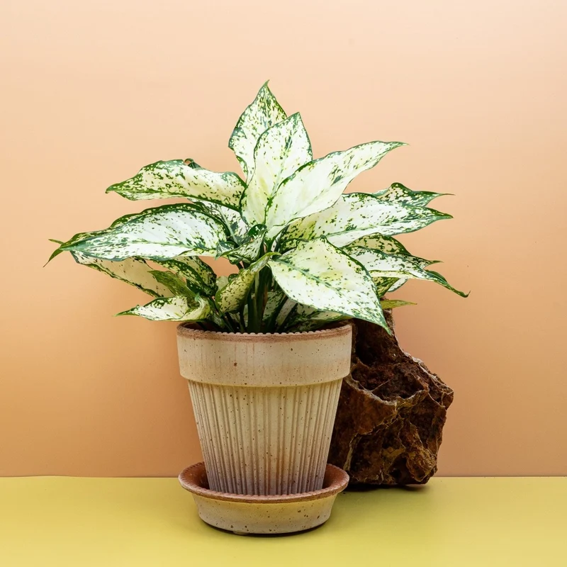 AGLAONEMA WHITE KIWI