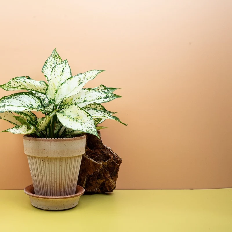 AGLAONEMA WHITE KIWI