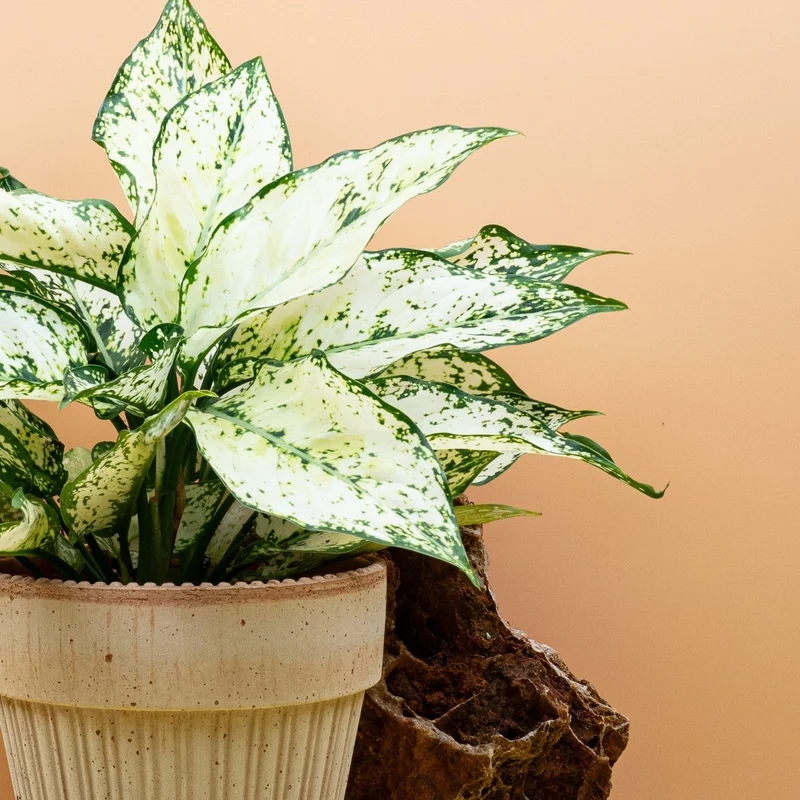 AGLAONEMA WHITE KIWI