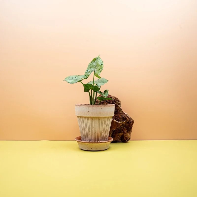 SYNGONIUM GREEN SPLASH