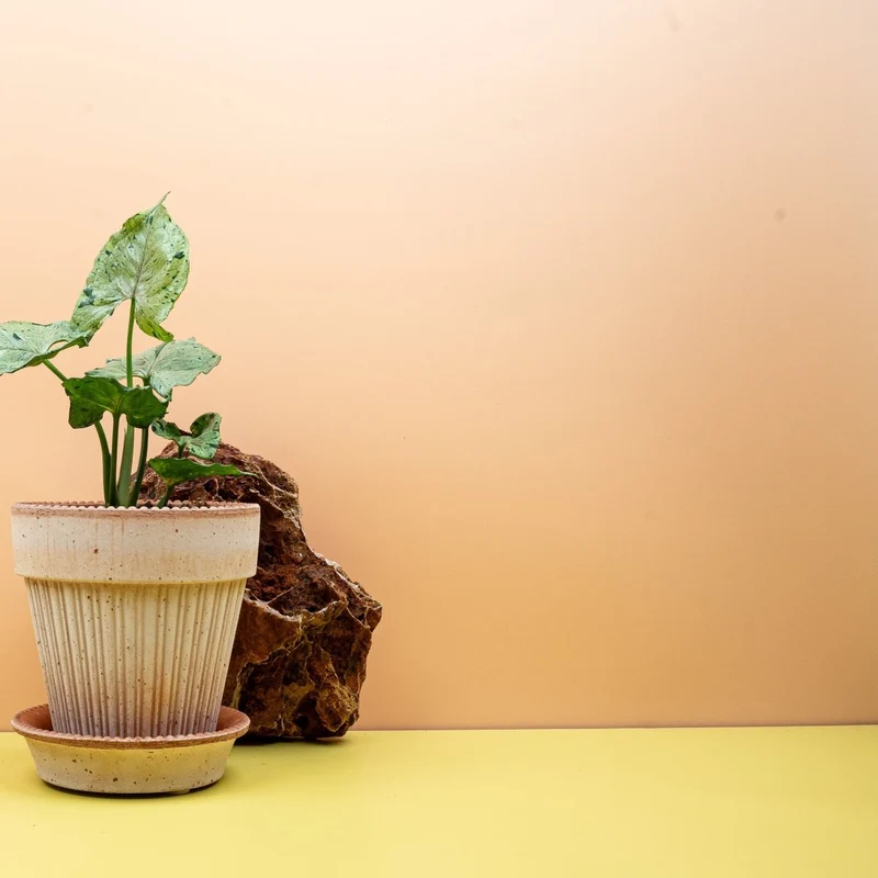 SYNGONIUM GREEN SPLASH
