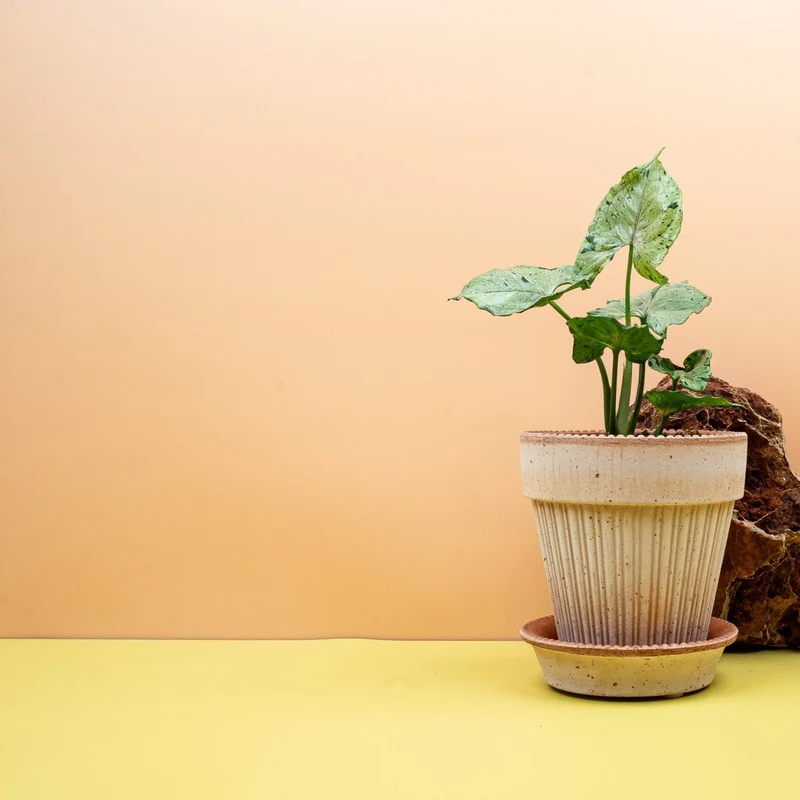 SYNGONIUM GREEN SPLASH
