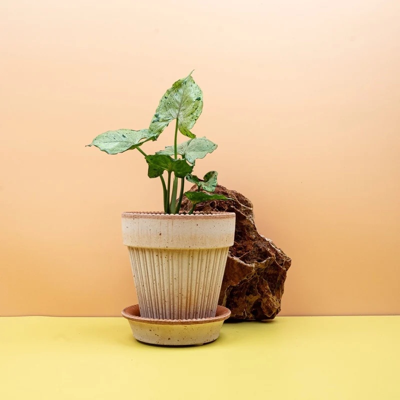 SYNGONIUM GREEN SPLASH
