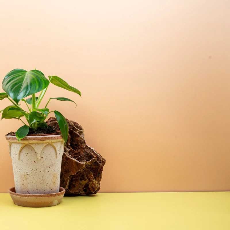 PHILODENDRON PITTIERI