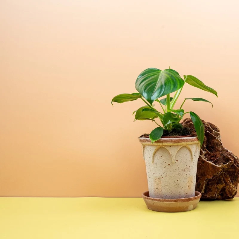 PHILODENDRON PITTIERI