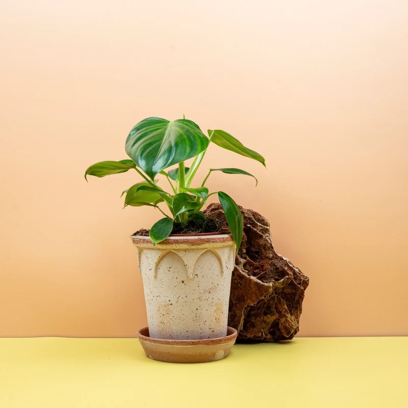PHILODENDRON PITTIERI