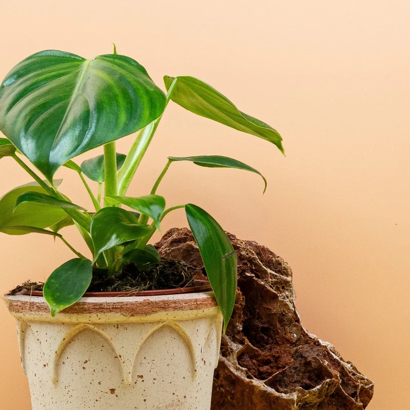 PHILODENDRON PITTIERI