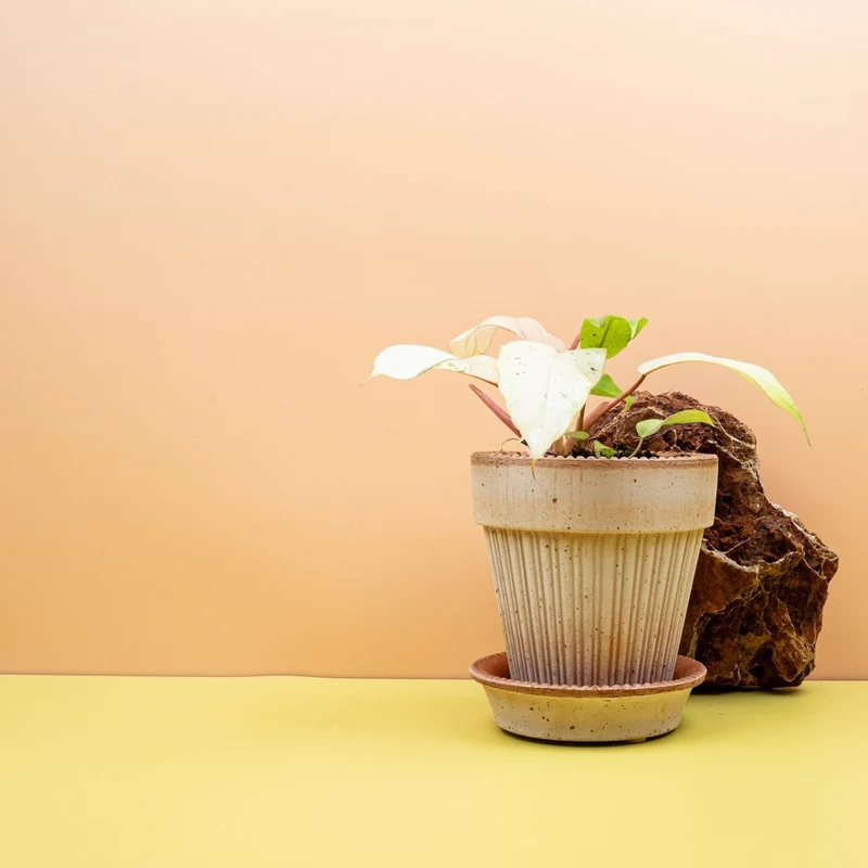 PHILODENDRON SNOWDRIFT