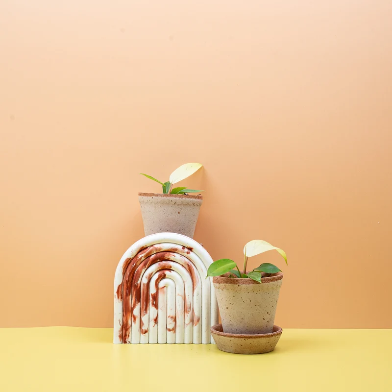 PHILODENDRON SNOWDRIFT