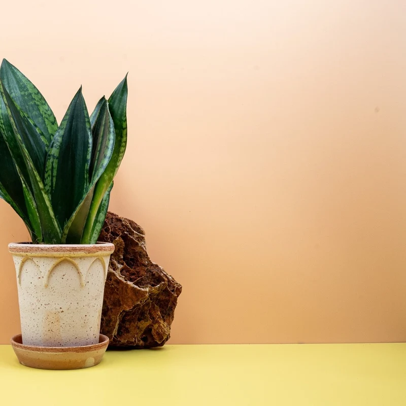 SANSEVIERIA SILVER FLAME