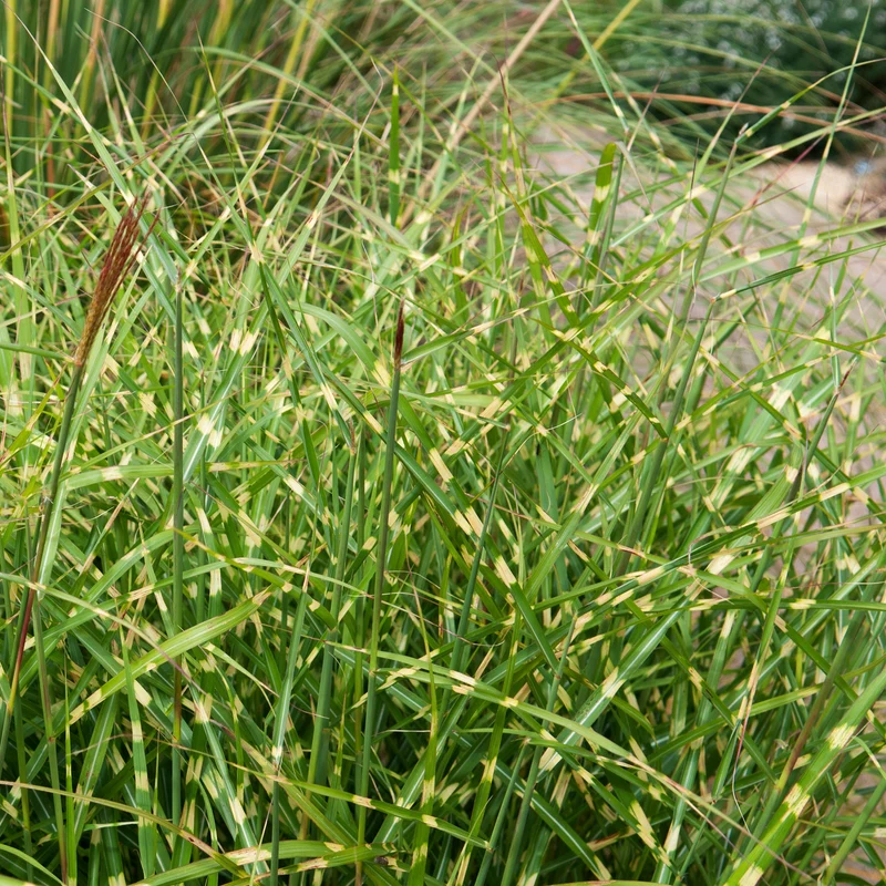 Chinaschilf 'Little Zebra'