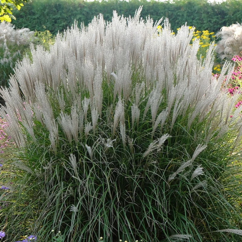 Chinaschilf 'Kleine Silberspinne'