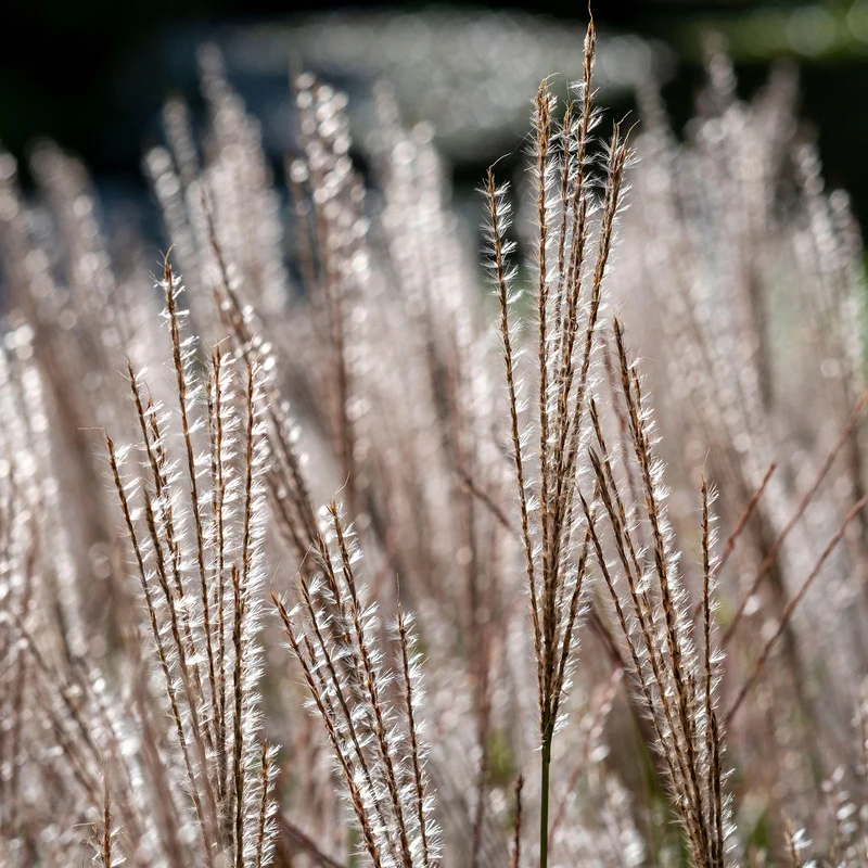 Chinaschilf 'Kleine Silberspinne'