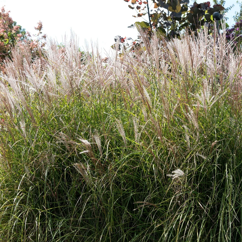 Chinaschilf 'Kleine Silberspinne'