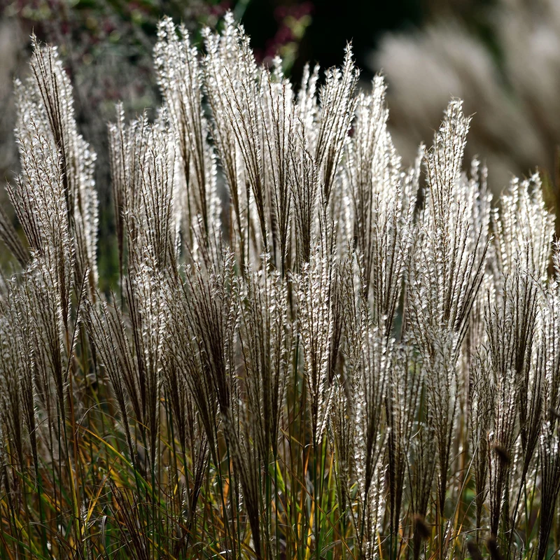 Chinaschilf 'Kleine Silberspinne'