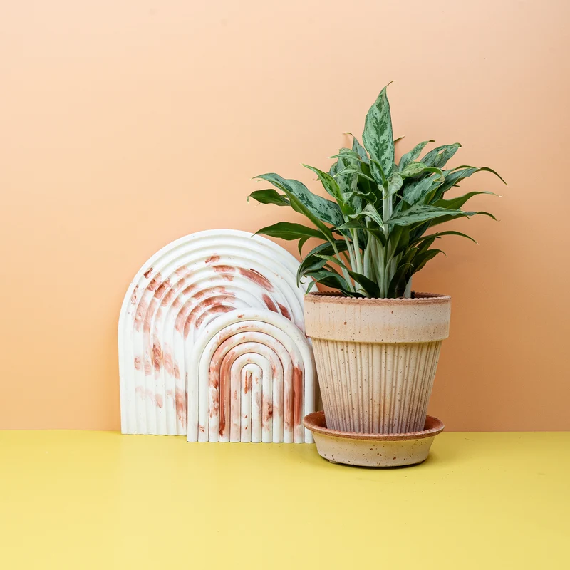 AGLAONEMA GREYHOUND